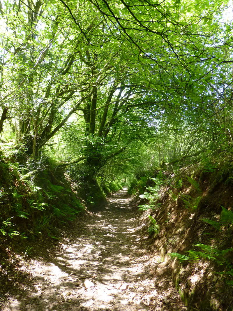 Sunken Lane